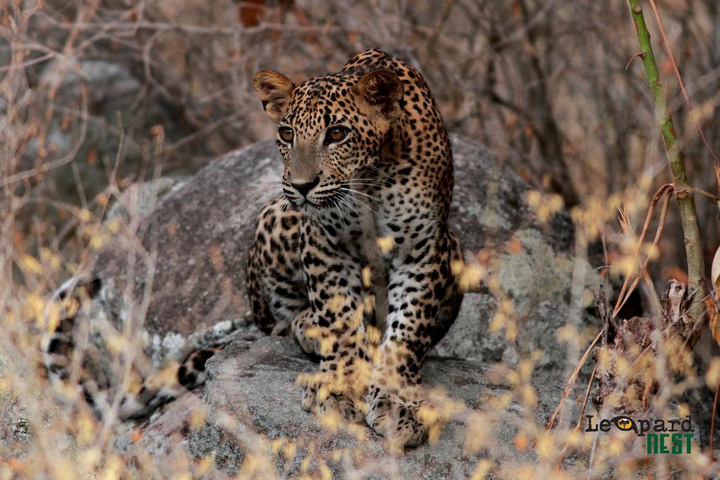 Leopard Nest - Glamping In Yala Exterior foto